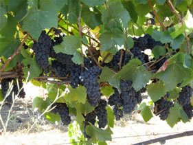 Gewurztraminer in the Devil's Gulch Ranch Gewurztraminer is available in Devil's Gulch Ranch